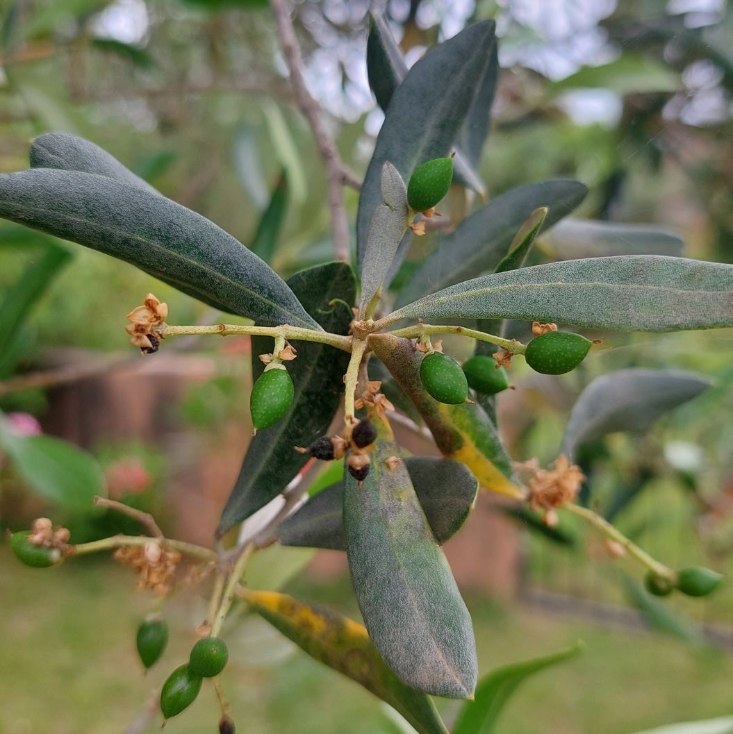 Elles sont là nos belles Olives de 2024