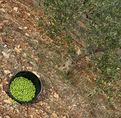 Olives vertes de table "Les picholinettes de Garrigues"