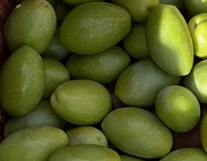 Ramassage des olives vertes