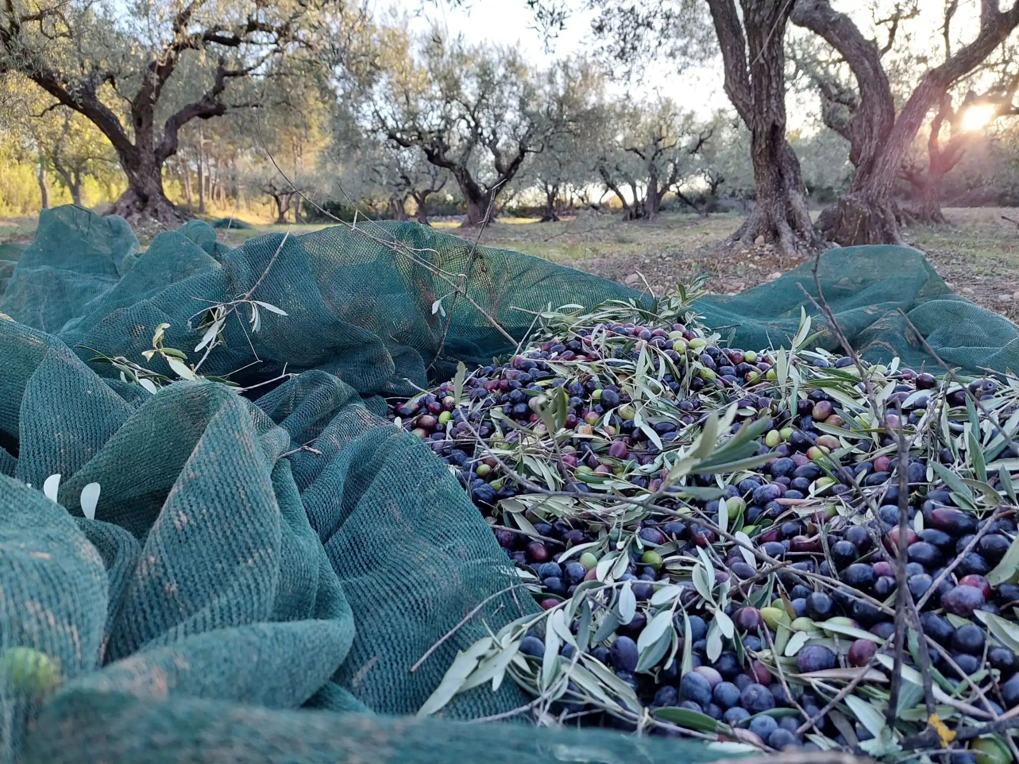 Ramassage des Olives pour fabrication de l'huile